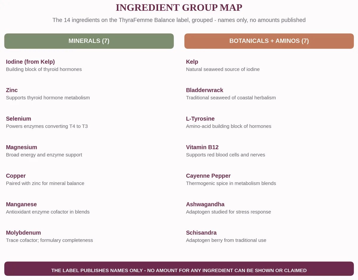Visual map grouping the 14 ThyraFemme Balance ingredients into trace minerals and botanicals